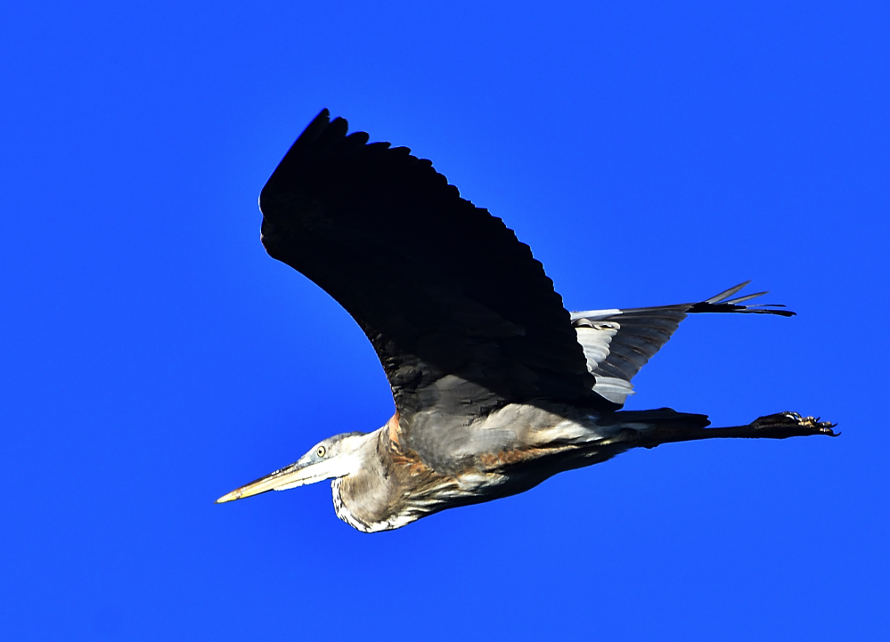 _ROY8162_01.jpg