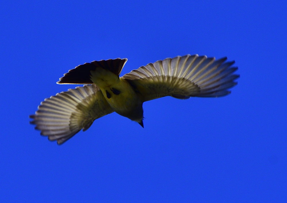 _ROY8202_00001.jpg