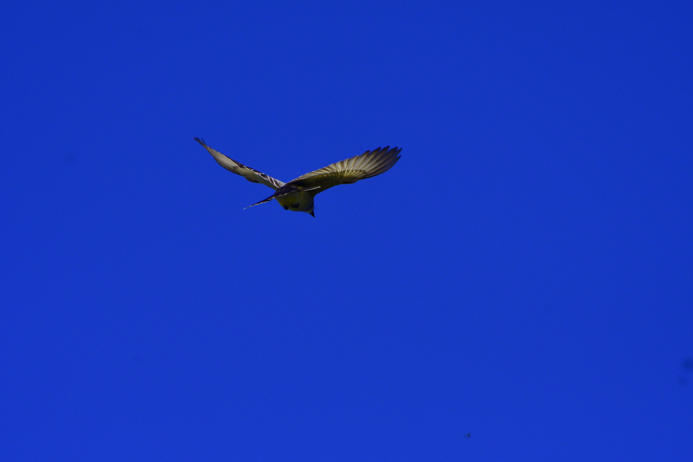 _ROY8203_00001.jpg