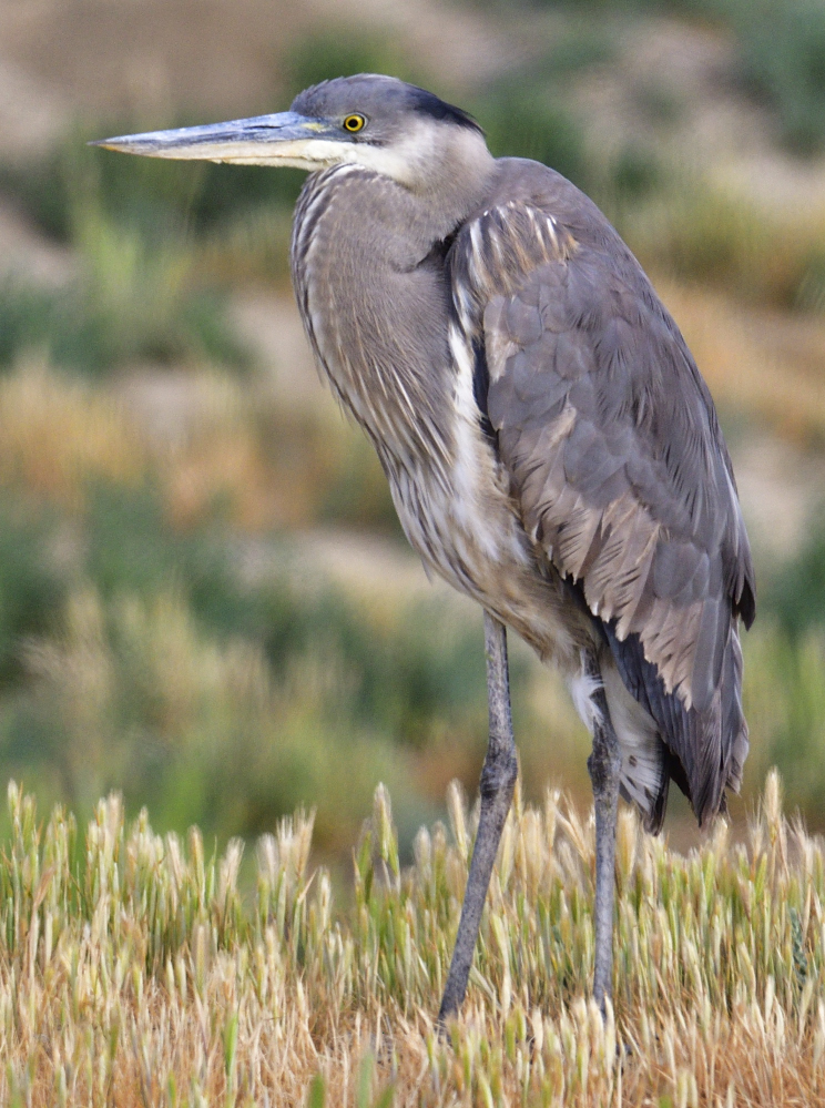 _ROY8223_00001.jpg
