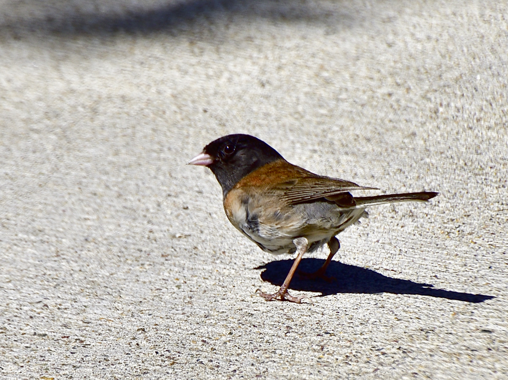 junco