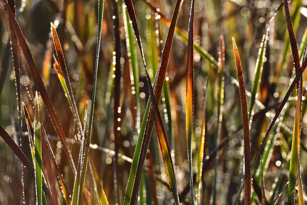_ROY8233_00001.jpg