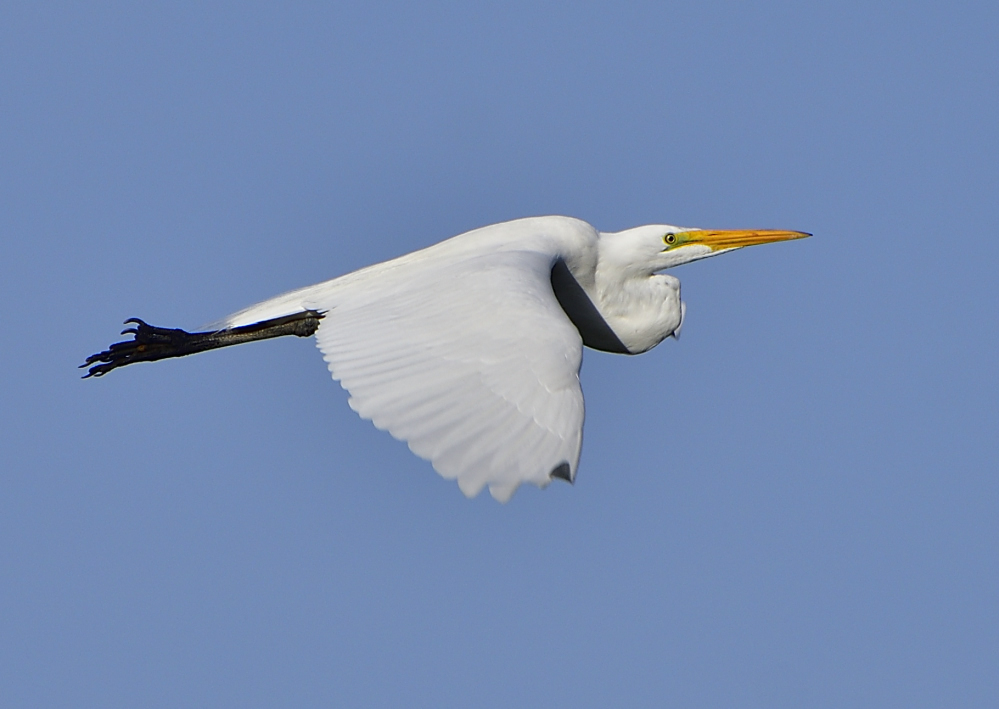 _ROY8234_00001.jpg