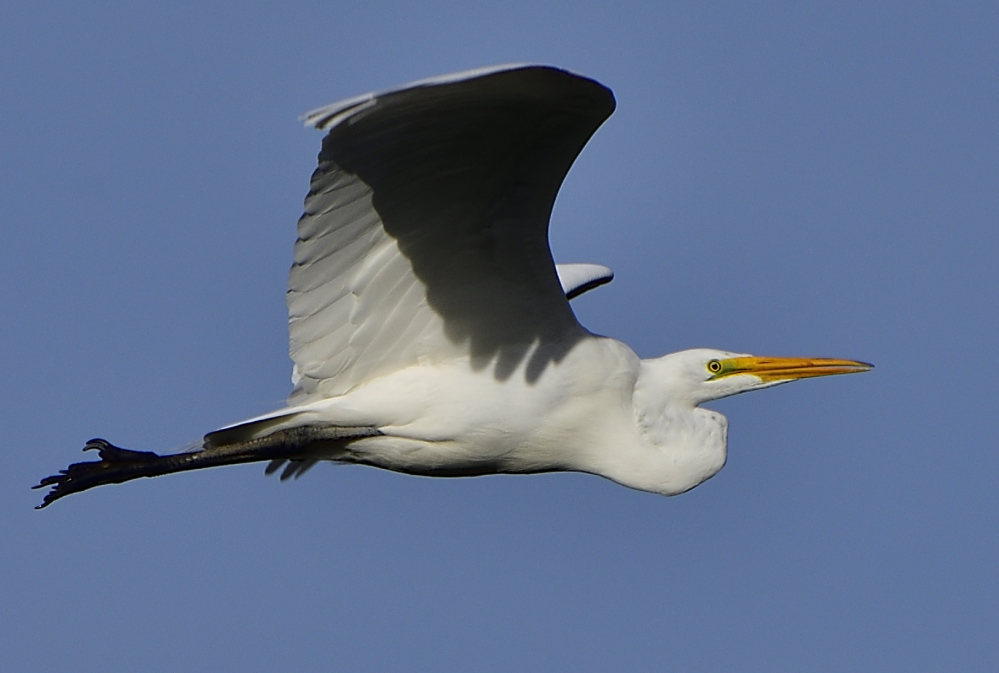 _ROY8238_00001.jpg