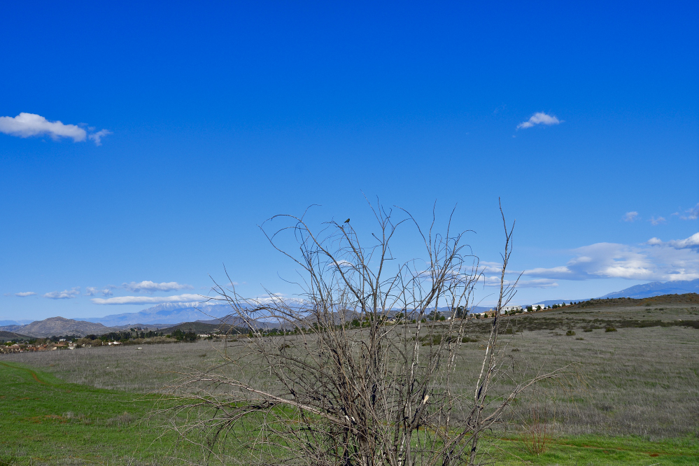 _ROY8247_01.jpg