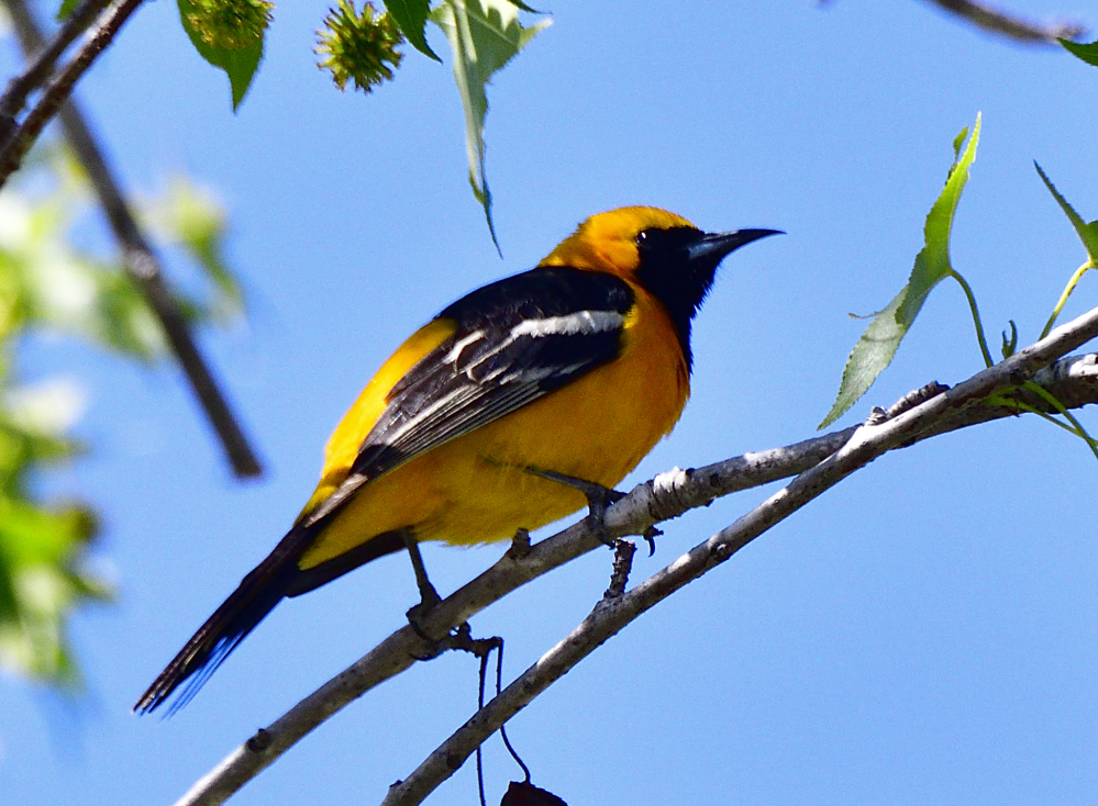 hooded oriole