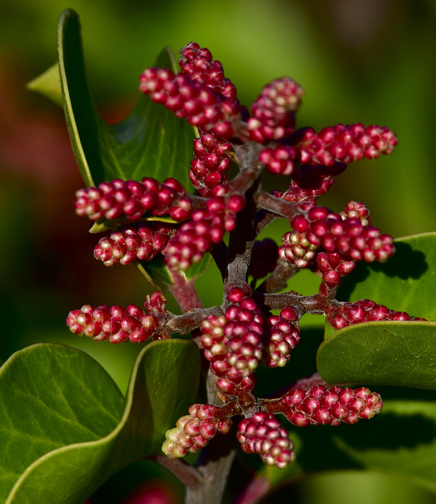 _ROY8263_00001.jpg
