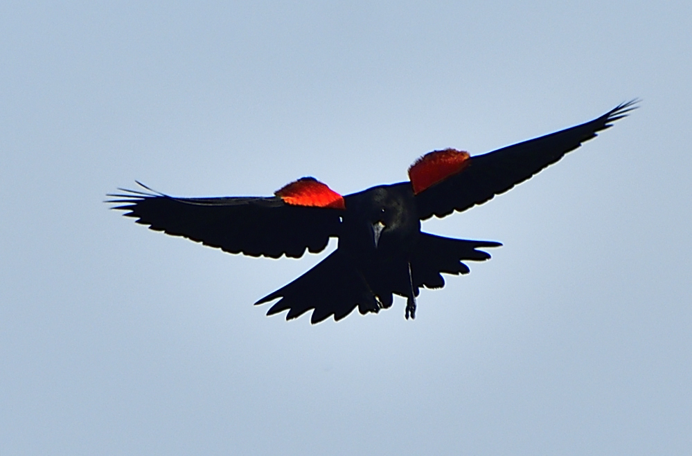 _ROY8299_00001.jpg