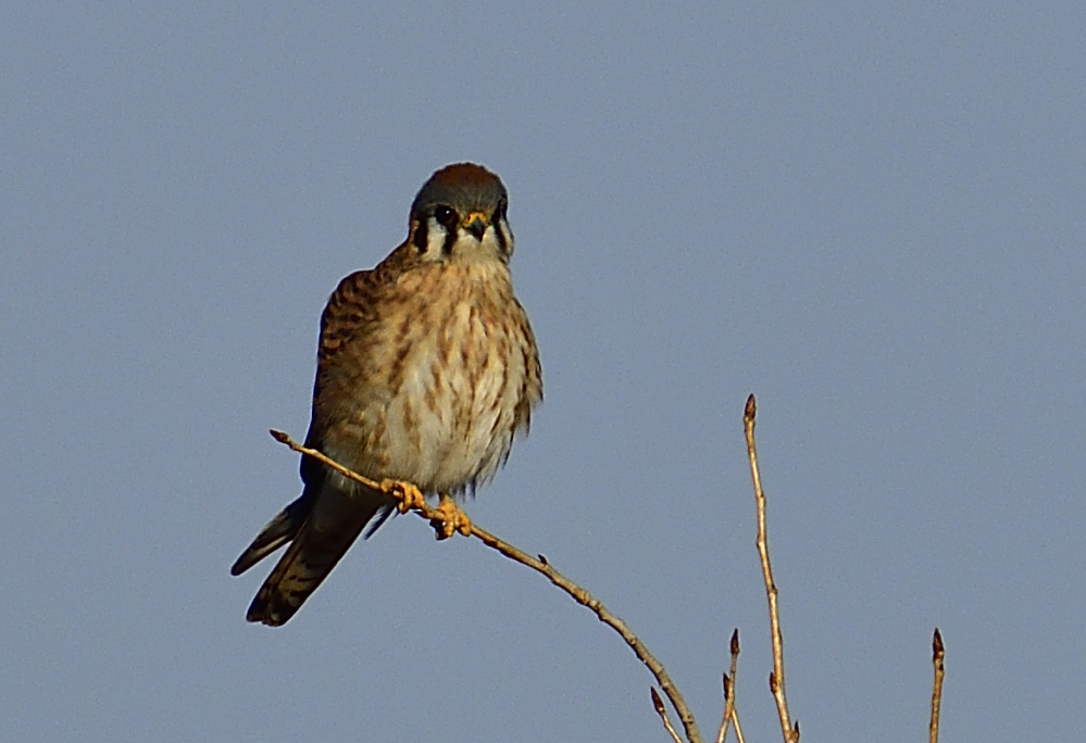 _ROY8321_00001.jpg