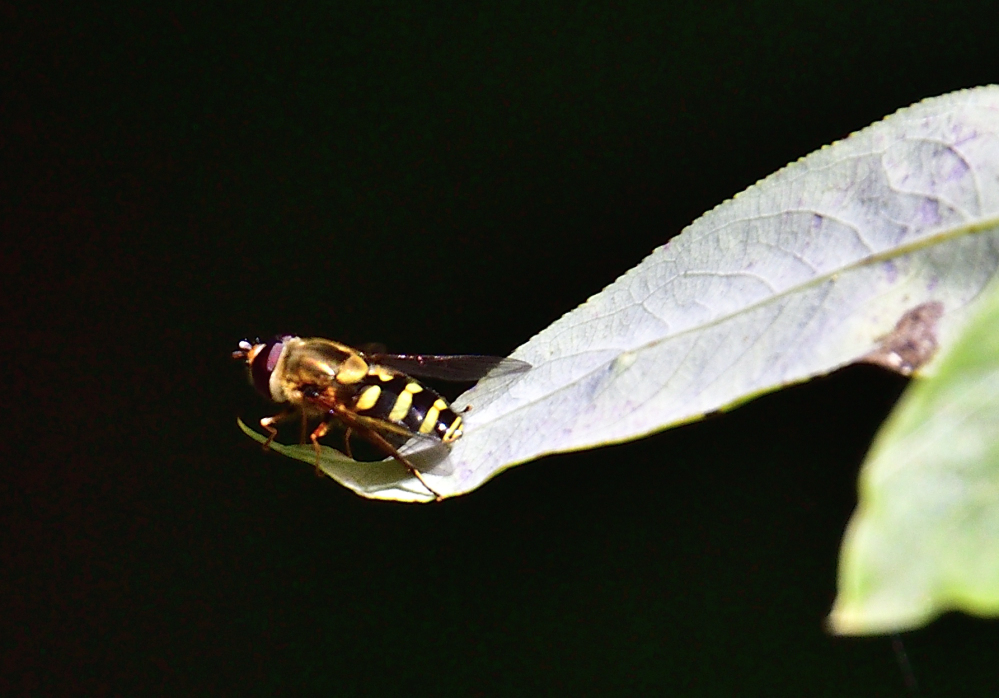 _ROY8338_00001.jpg