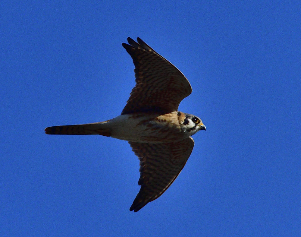 _ROY8347_00001.jpg