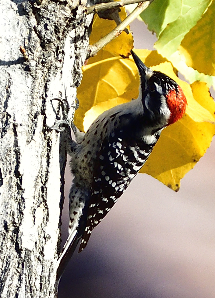 _ROY8370_00001.jpg