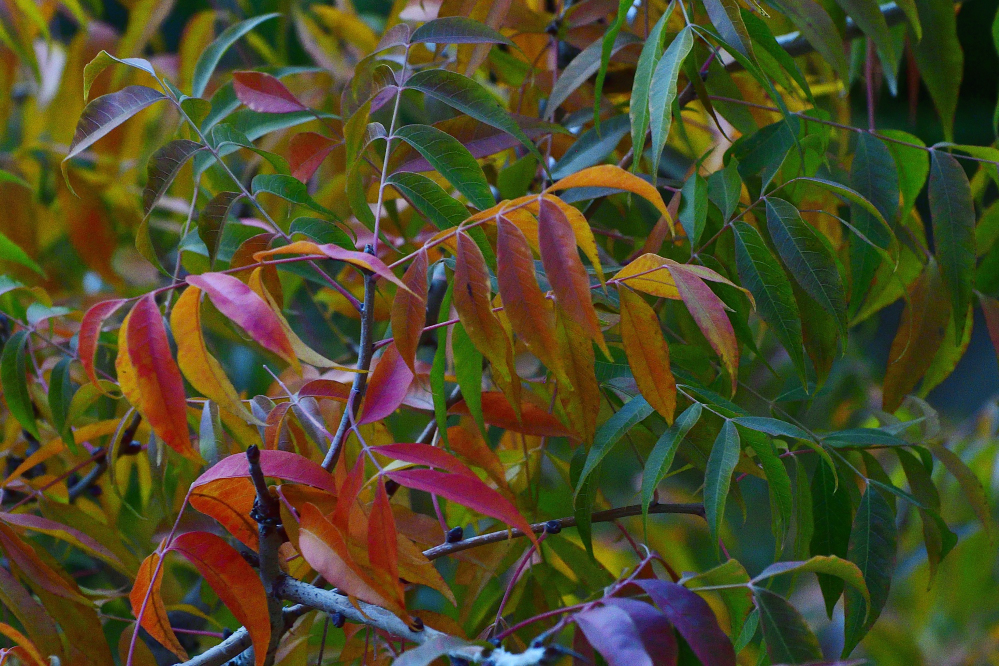 _ROY8380_00001.jpg