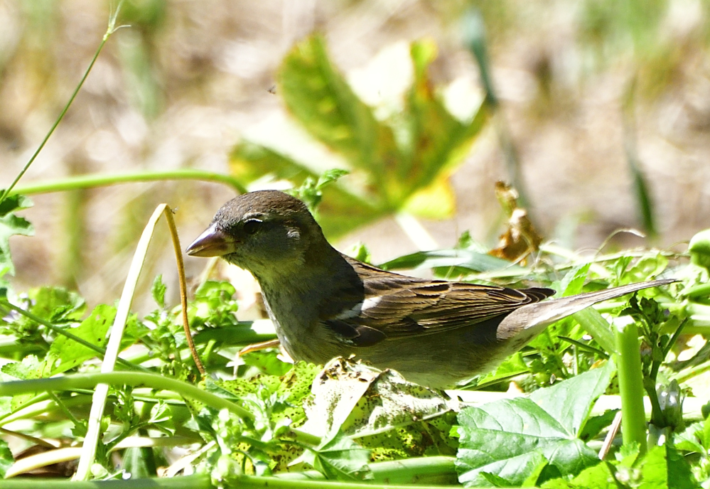 _ROY8426_00001.jpg