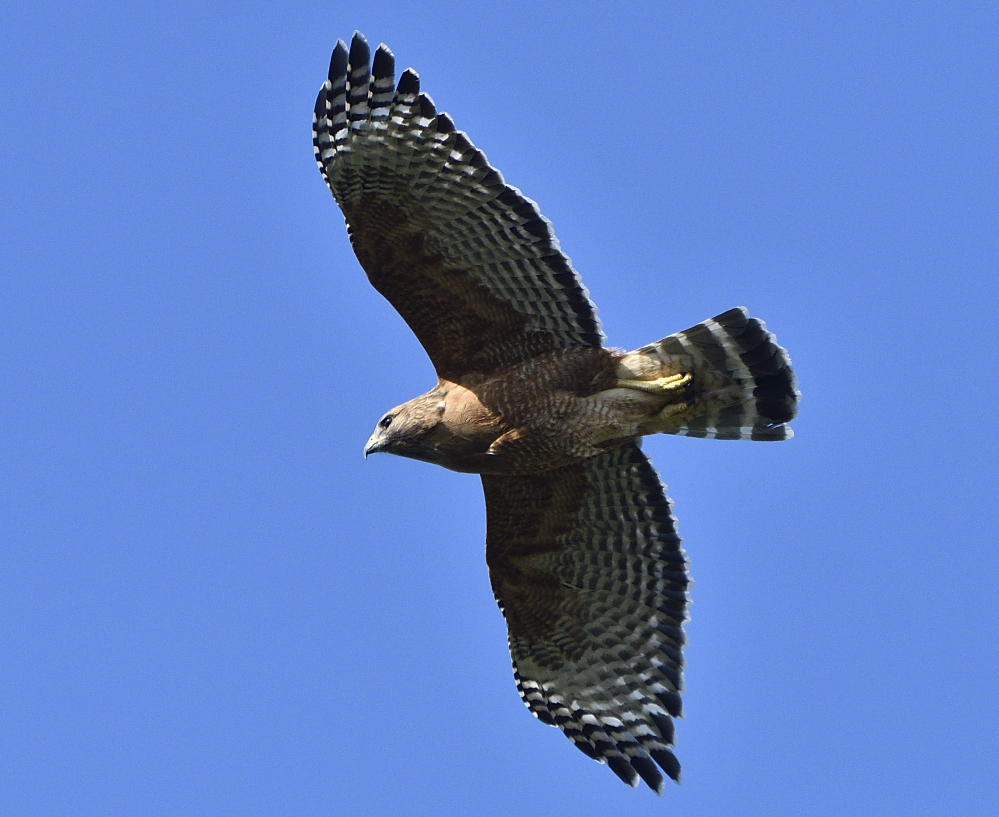_ROY8431_00001.jpg