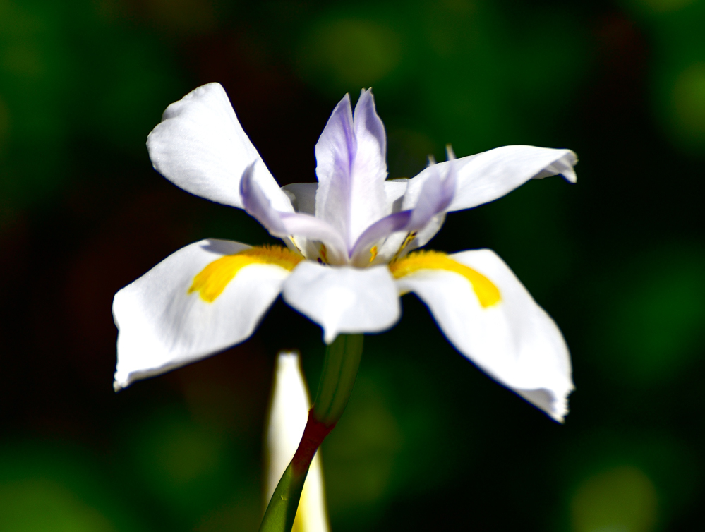 _ROY8437_01.jpg