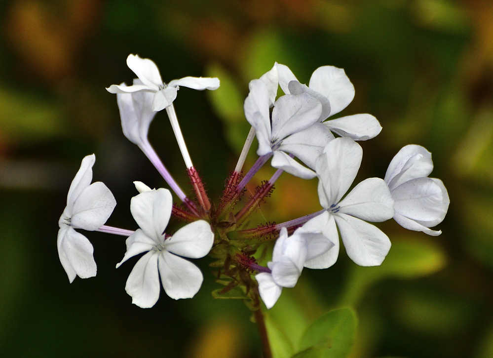 _ROY8439_00001.jpg