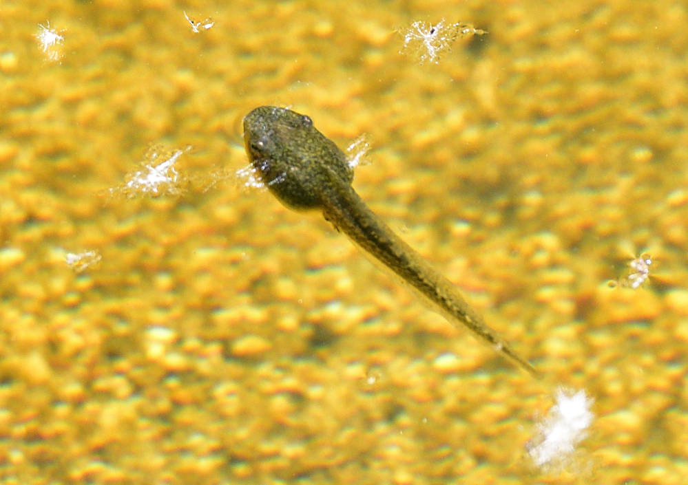 _ROY8446_00001.jpg