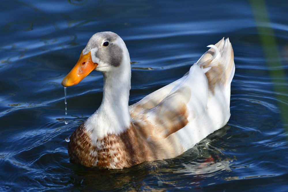 _ROY8462_00001.jpg