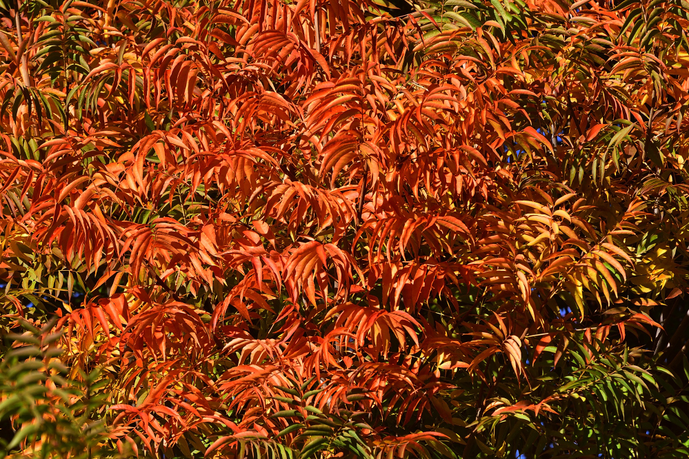_ROY8472_00001.jpg