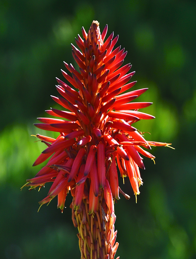 _ROY8521.jpg