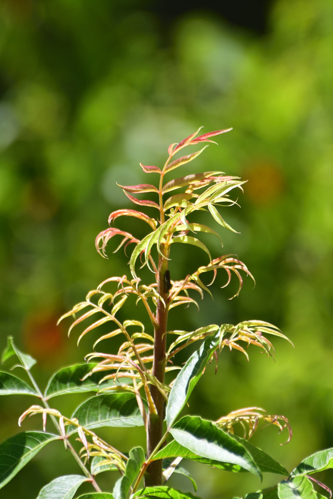 _ROY8536_00001.jpg