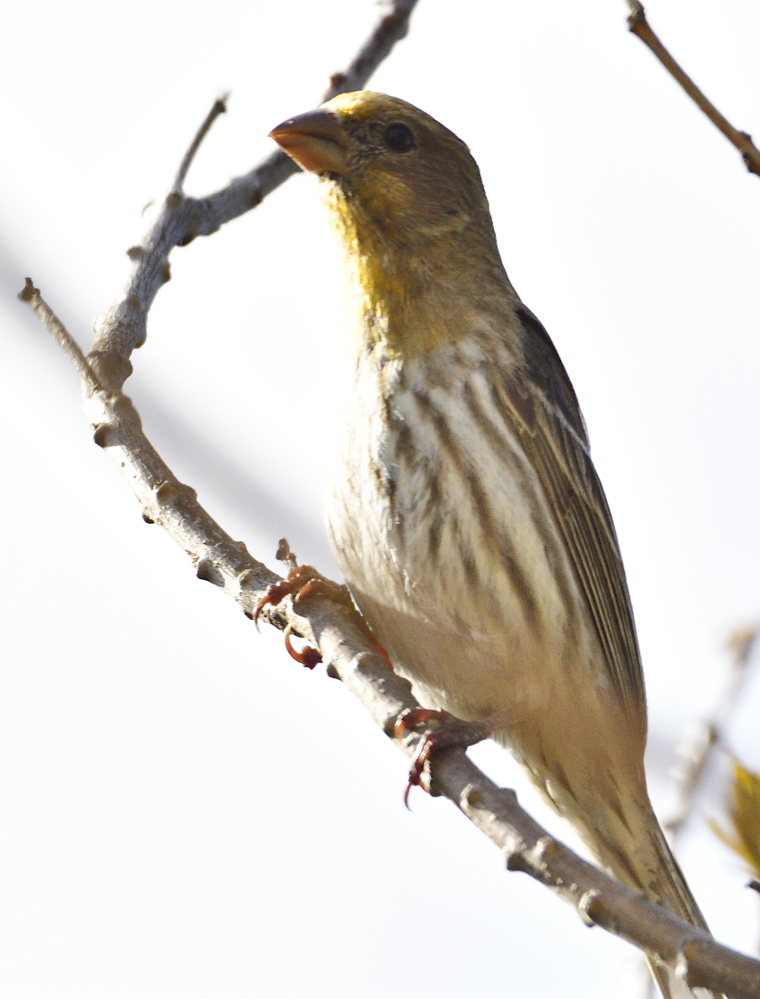 _ROY8537_00001.jpg