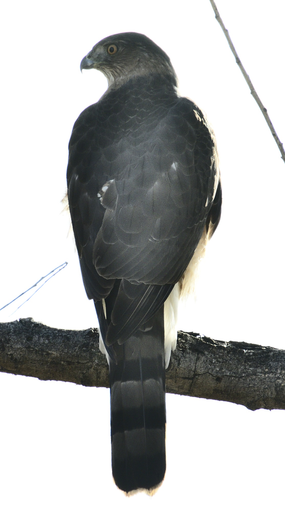 _ROY8550_00001.jpg