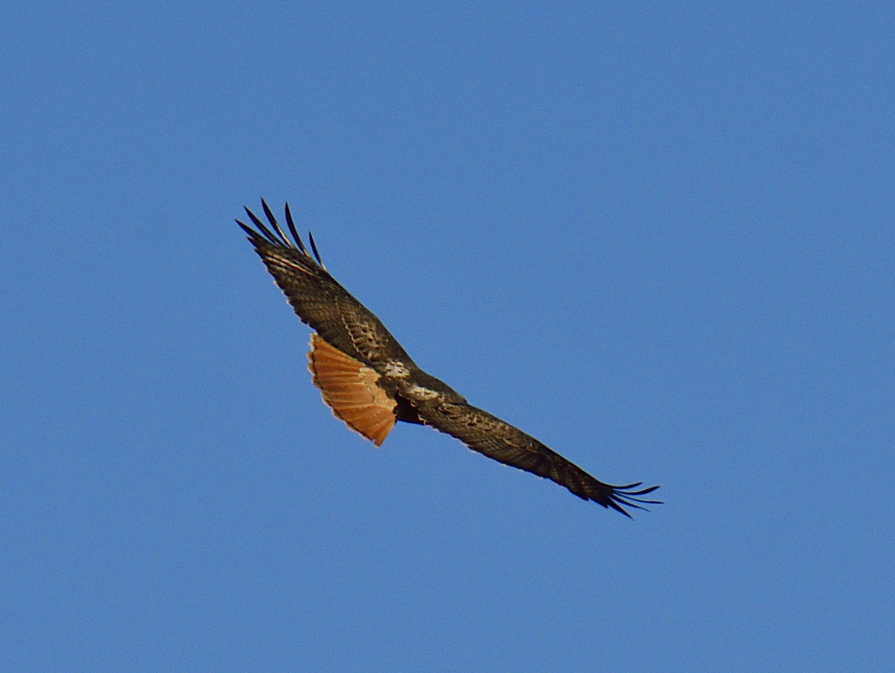 _ROY8564_00001.jpg