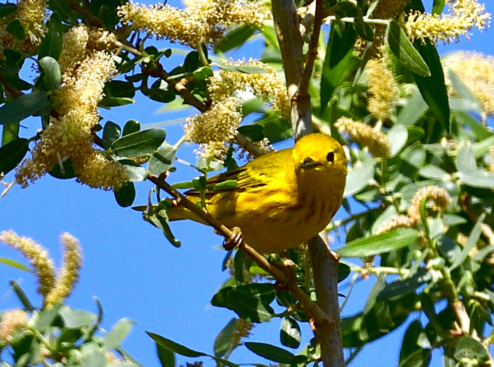 yellow warbler