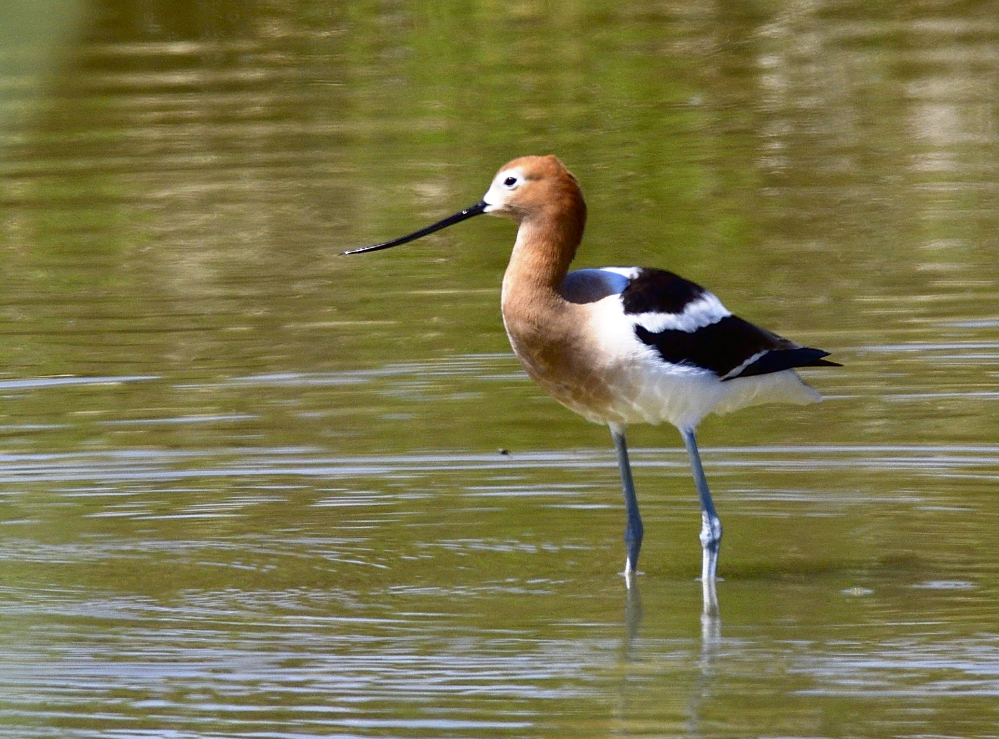 avocet