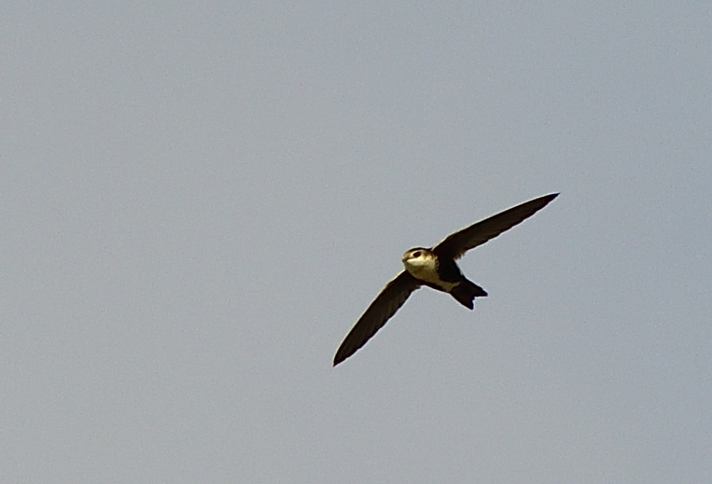 _ROY8605_00001.jpg