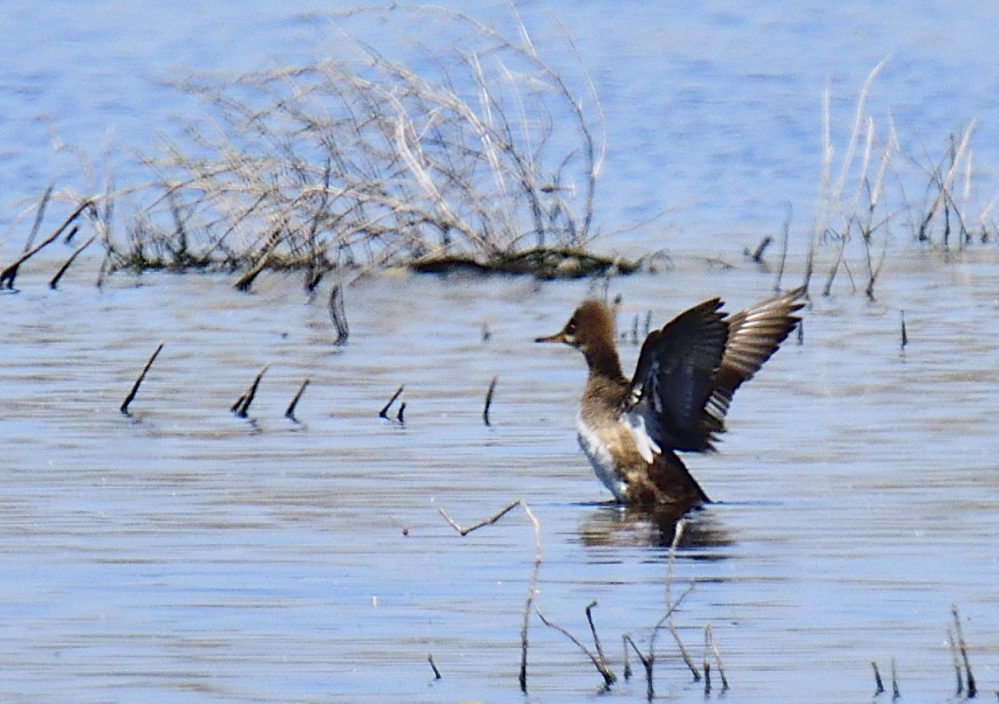 female hooded merganser