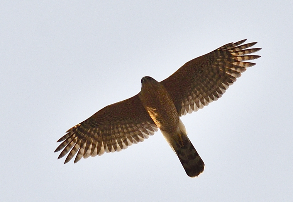 _ROY8633_00001.jpg