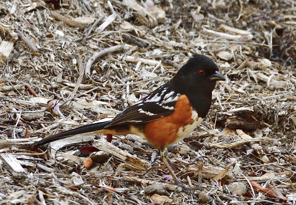 _ROY8653_00001.jpg