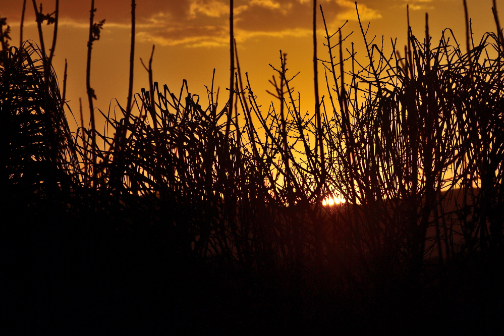 _ROY8689_00001_01.jpg