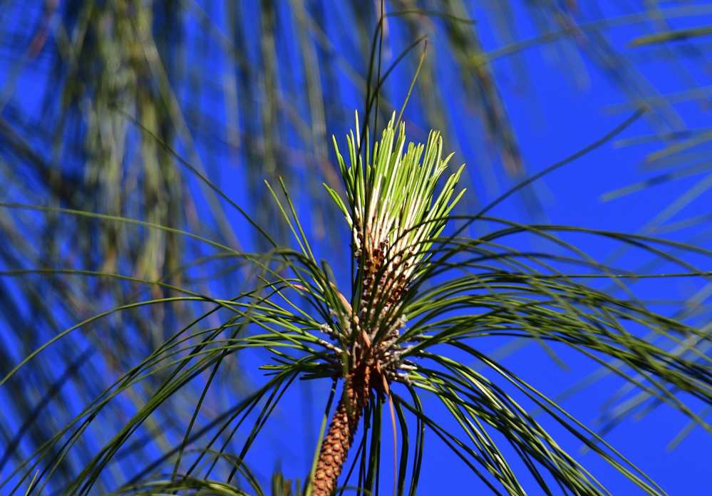 _ROY8706_00001.jpg