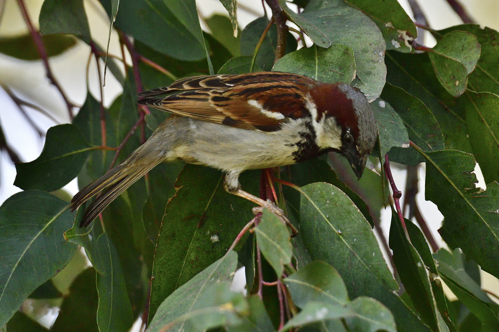 _ROY8798_00001.jpg