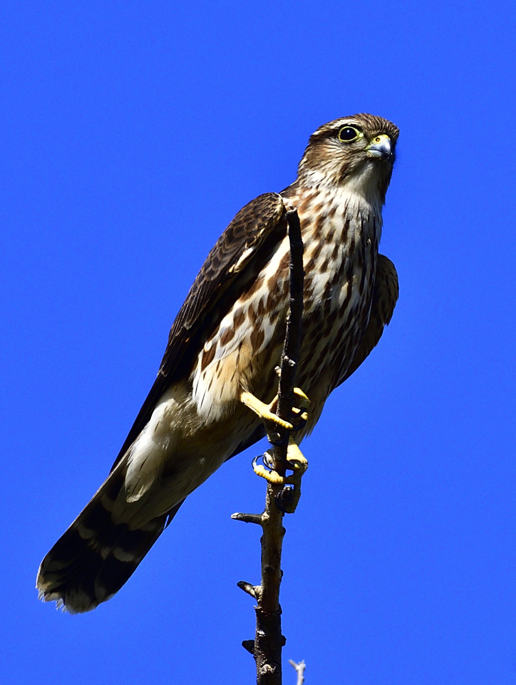 _ROY8812_00001.jpg