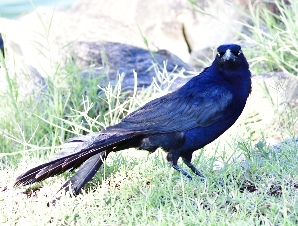 _ROY8815_00001.jpg