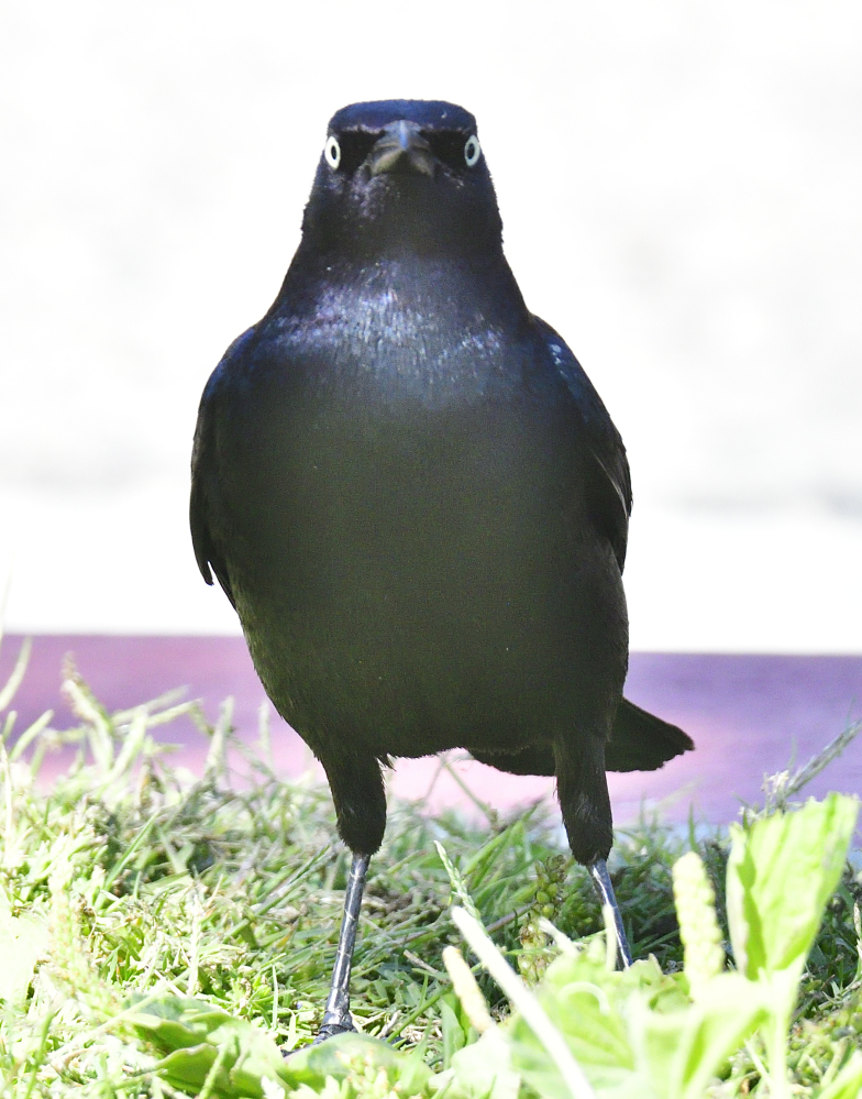 _ROY8822_00001.jpg