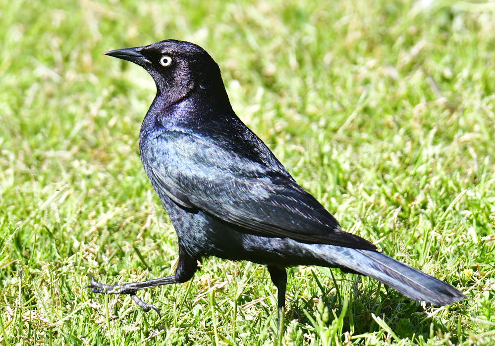 _ROY8832_00001.jpg