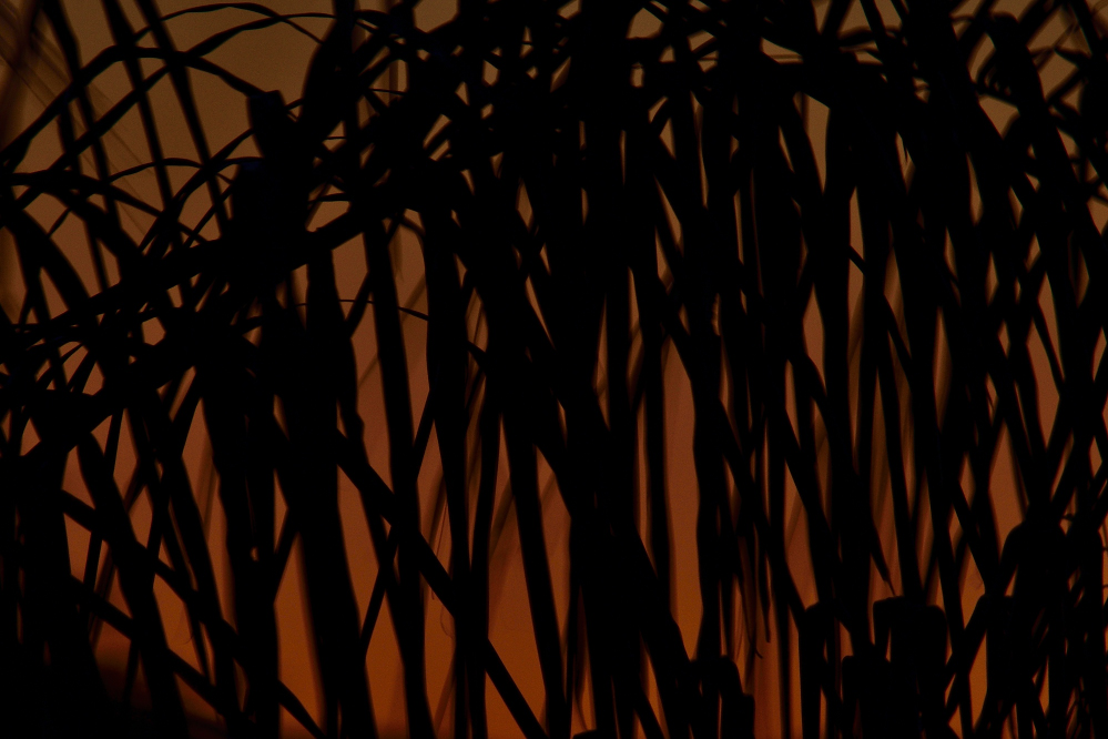 _ROY8901_00001.jpg