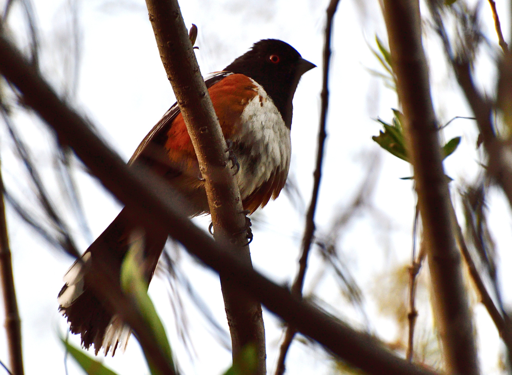 spotted towhee