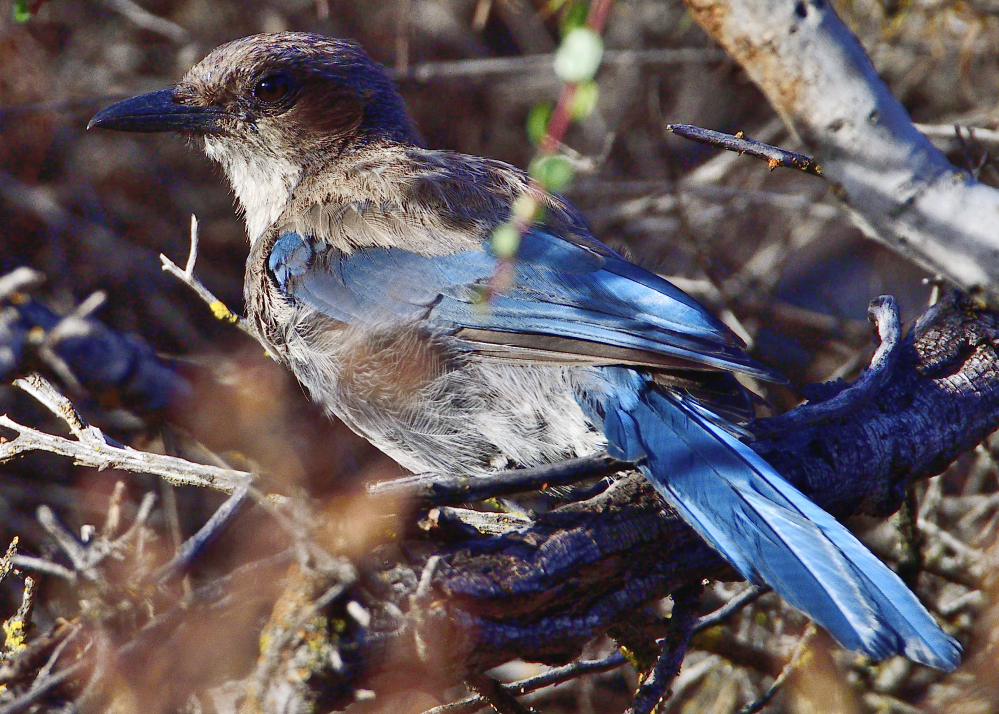 _ROY8920_00001.jpg