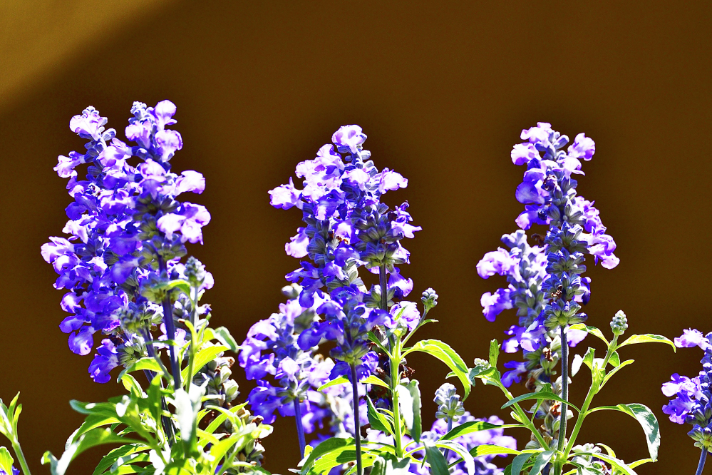 _ROY8936_00001.jpg