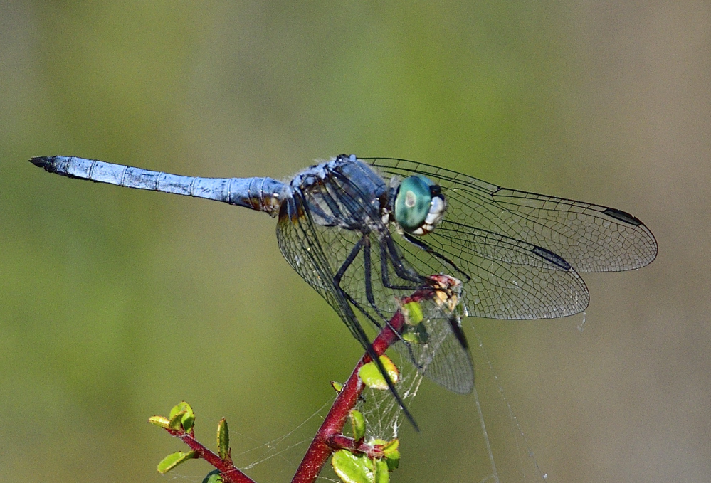 _ROY8946_00001.jpg