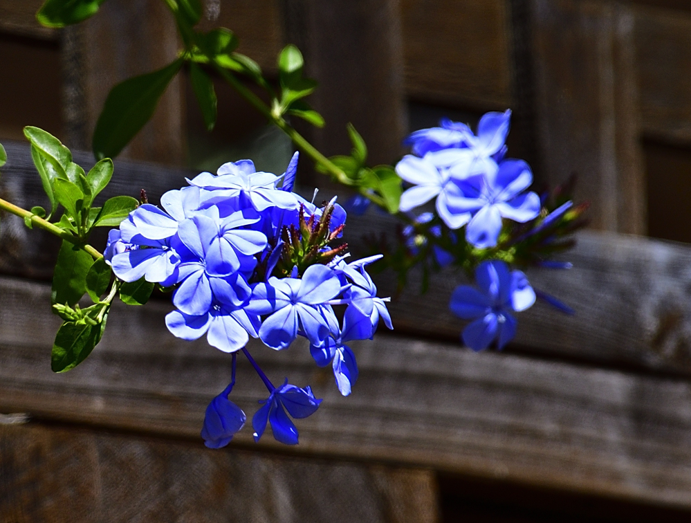 _ROY8946_00001.jpg