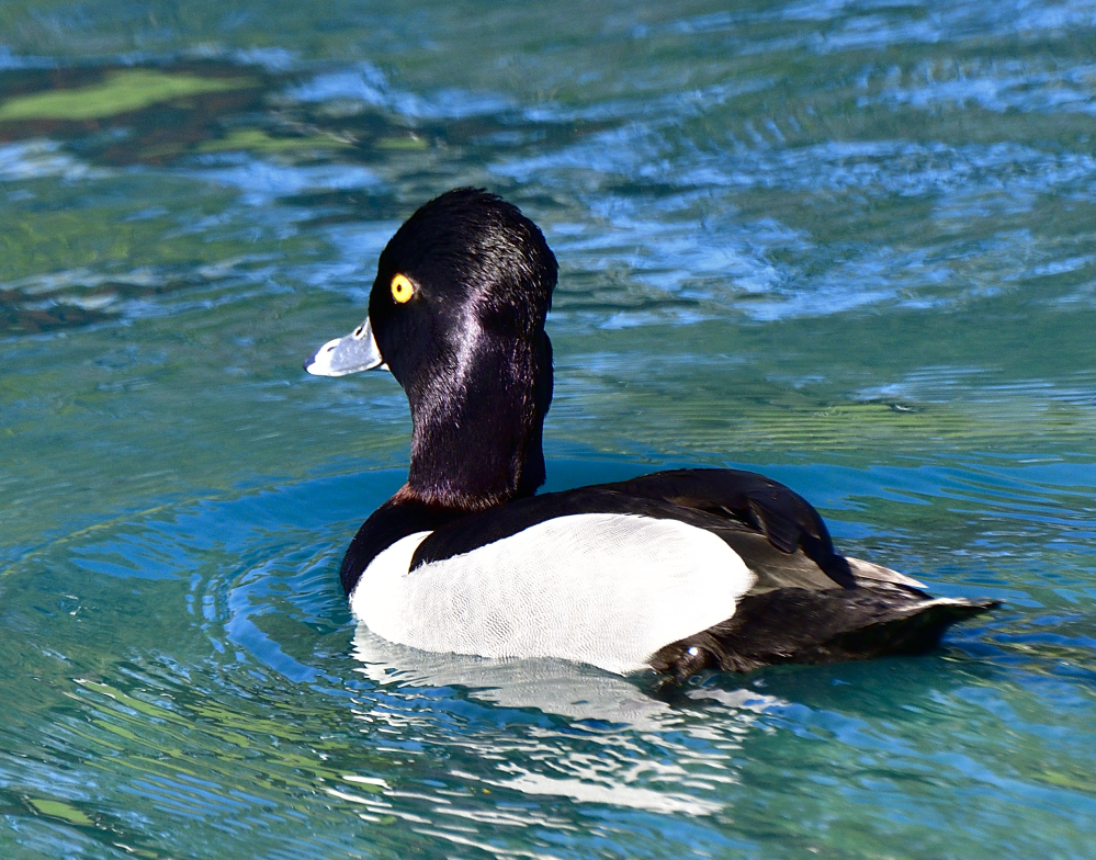 ring necked duck