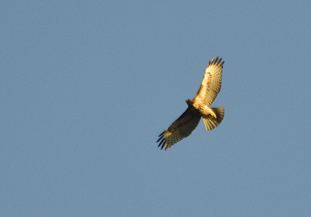 _ROY8980_00001.jpg